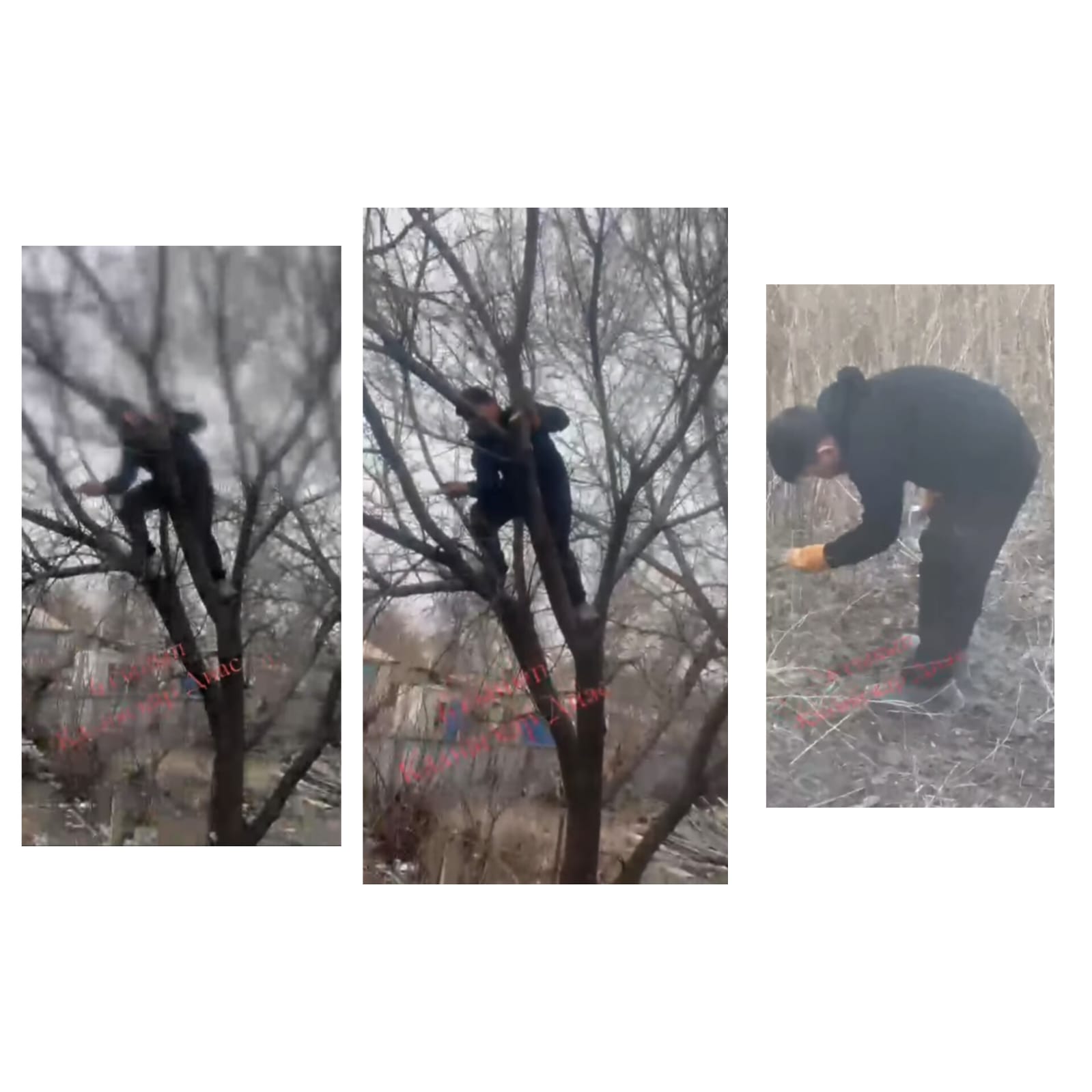 "Еңбек - бәрін жеңбек"6 А сынып оқушысы Қалиясқар Диас видеочеллендж түсірді.