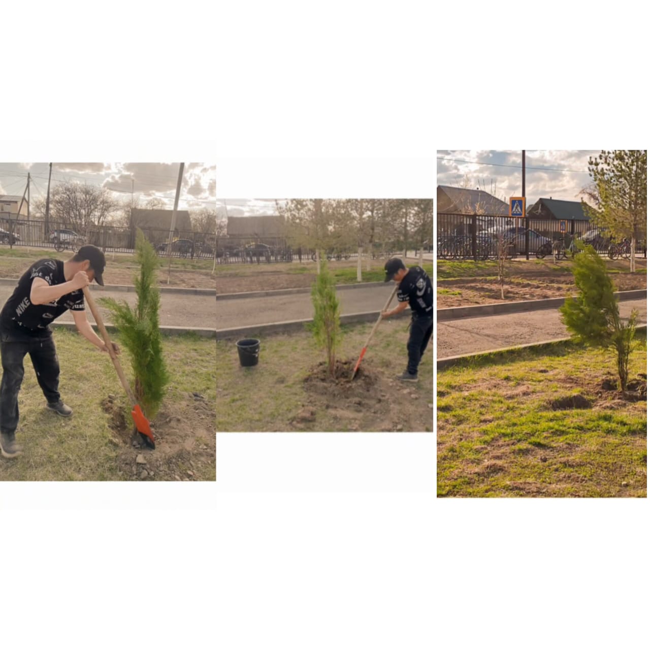 30 дана арша ағашы мен 40 дана туя ағашы отырғызылды.